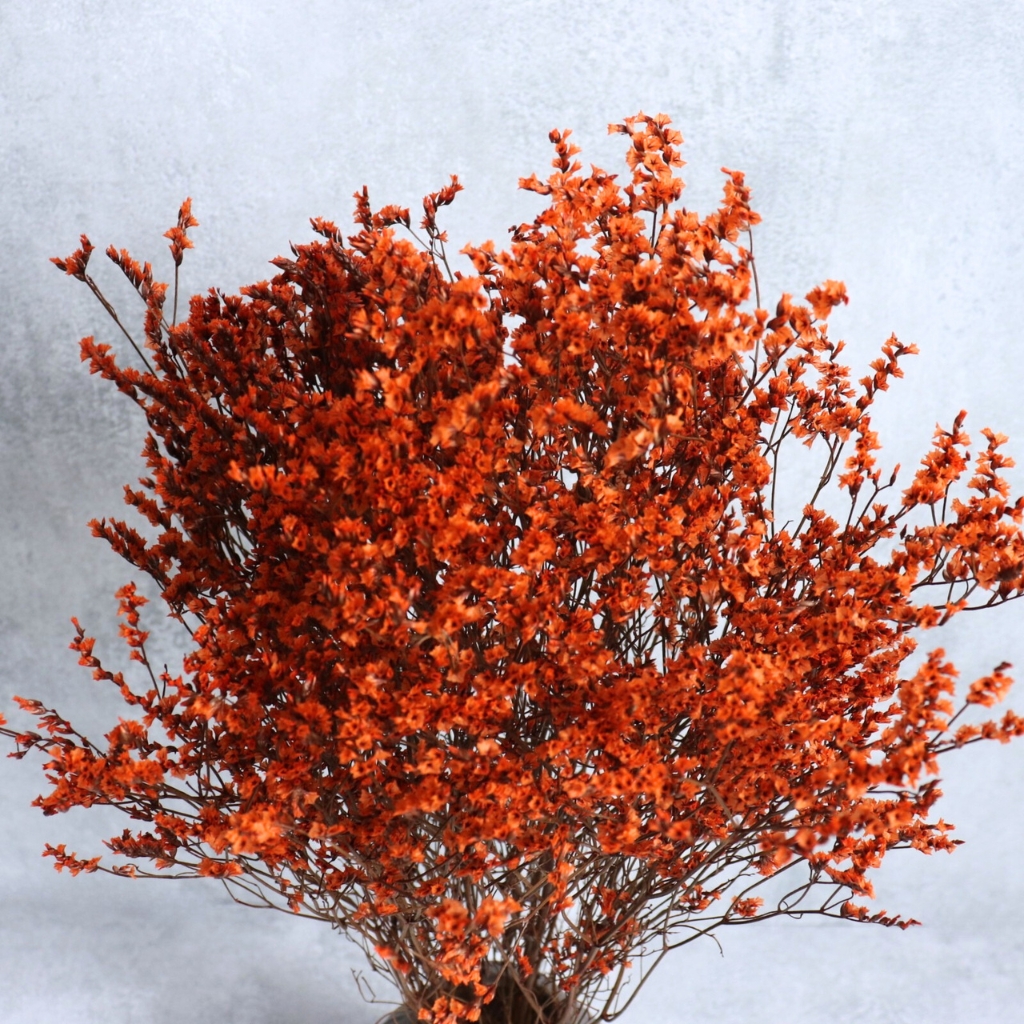 Sušená Statice (Limonka) – terracotta, elegantní přírodní dekorace